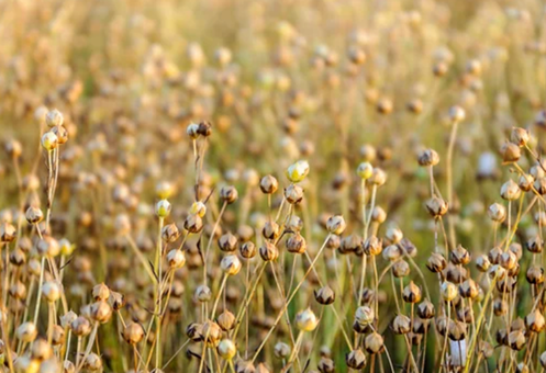 photo-flax2 Flax